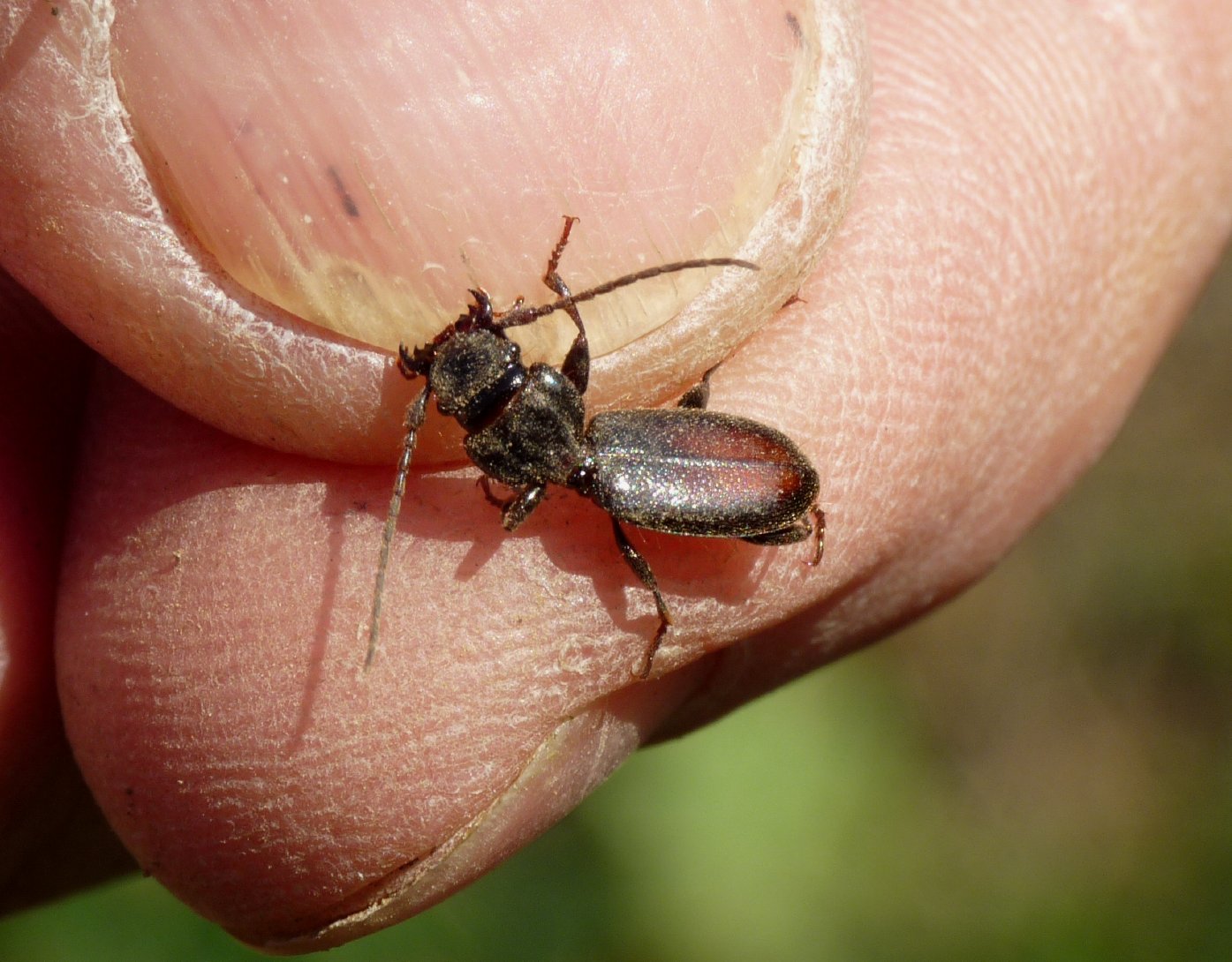 Carabide da determinare: Siagona europaea